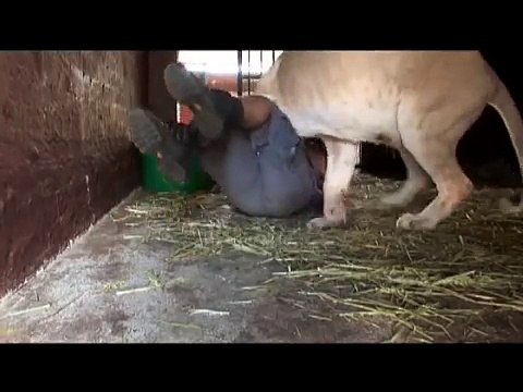 Si avvicina ai cuccioli appena nati di una leonessa. Guardate la reazione!