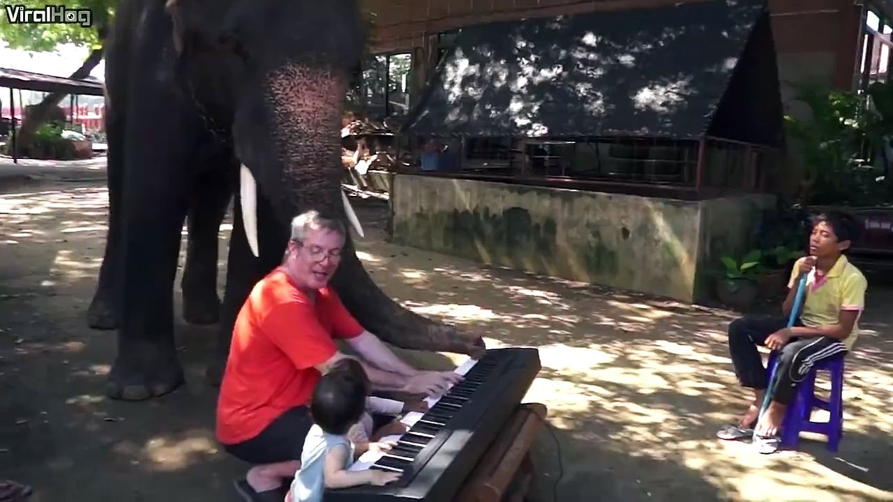 elephant play piano