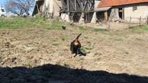 Rottweiler chasing chickens