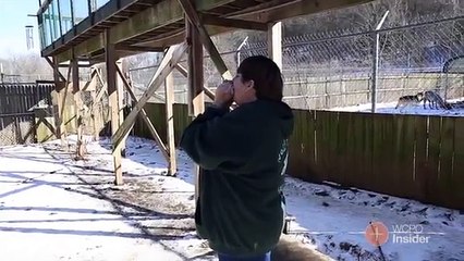 Bacia un lupo, ciò che accade dopo è incredibile!