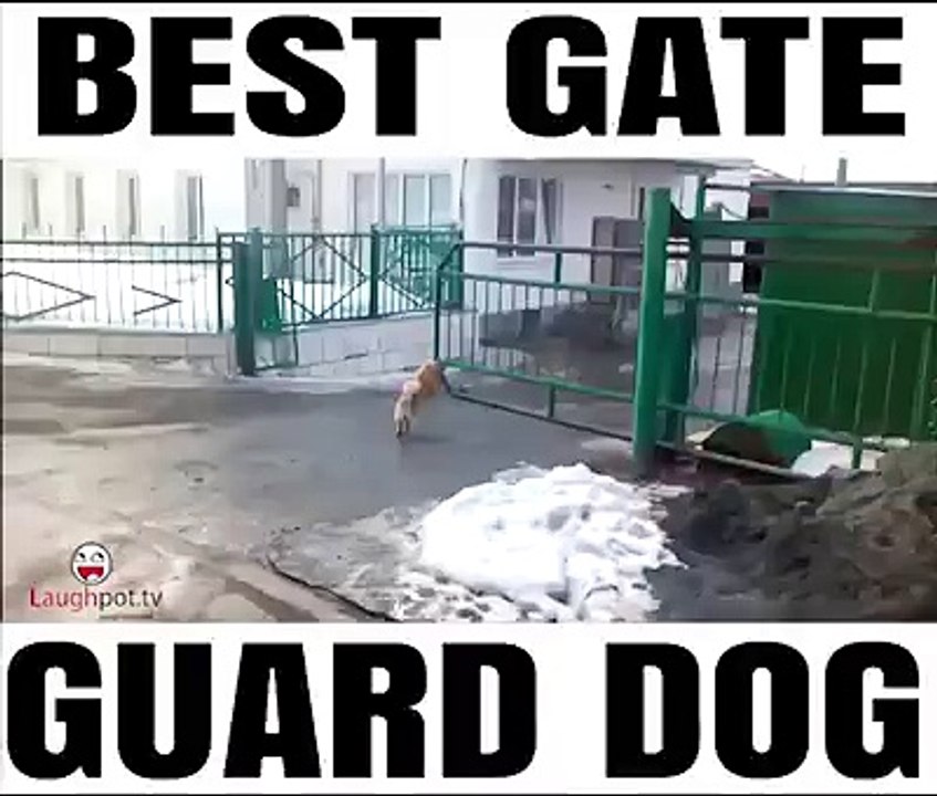 Dog as a gate guard