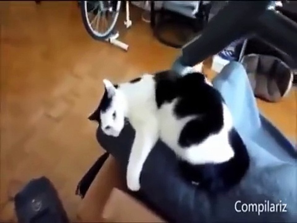 Funny Videos - Funny Cat - Funny - Funny Animals Videos - Funny Dogs 2015
