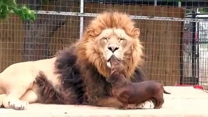 Very Funny Video Clip Loin & Dog looking for love_