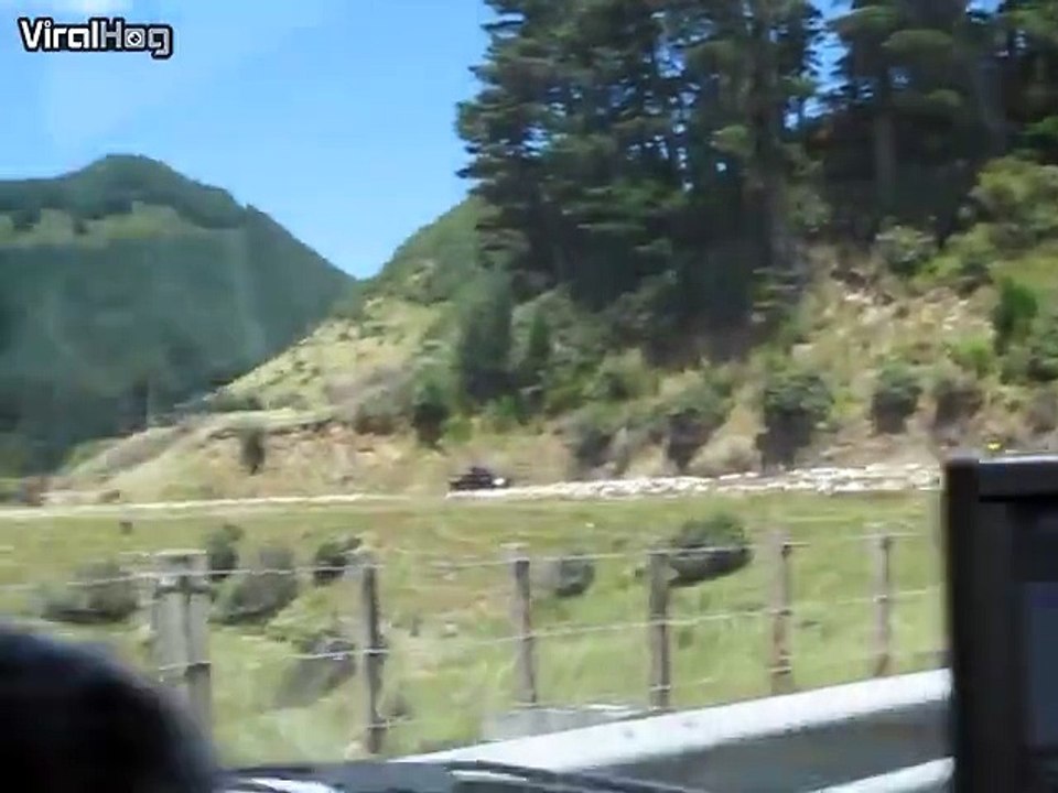 What the flock is going on in New Zealand?