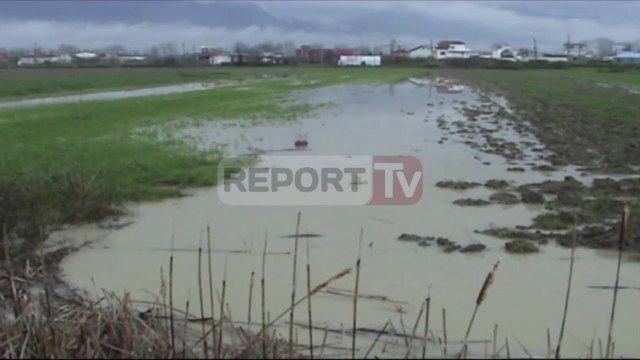 Report TV - Lumi Ishëm në Fushë-Krujë del nga shtrati,përmbyten qindra hektar toka