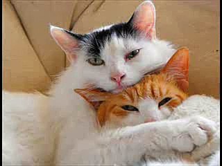 sin ti no se vivir angeles azules.wmv