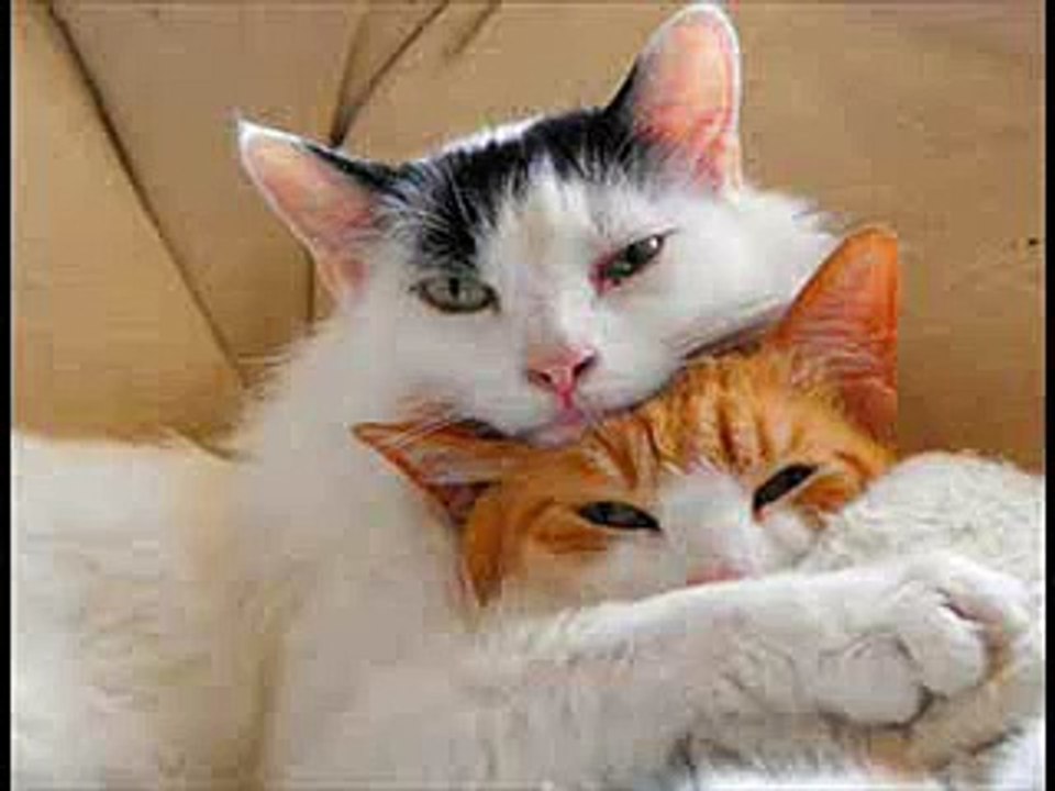 sin ti no se vivir angeles azules.wmv