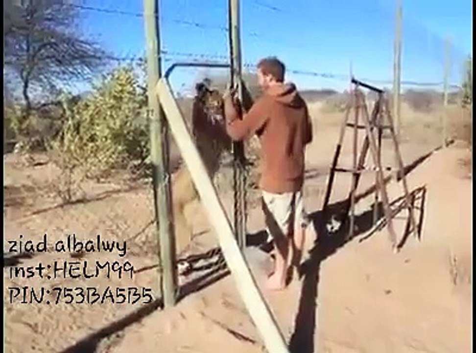 Lion And Man Live Together