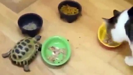 Месть черепахи. Прикольная черепаха гоняет кошку