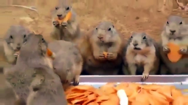 Морковка – это вкусно, грызуны рекомендуют