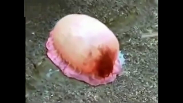 Неведомая хрень не любит пить Колу