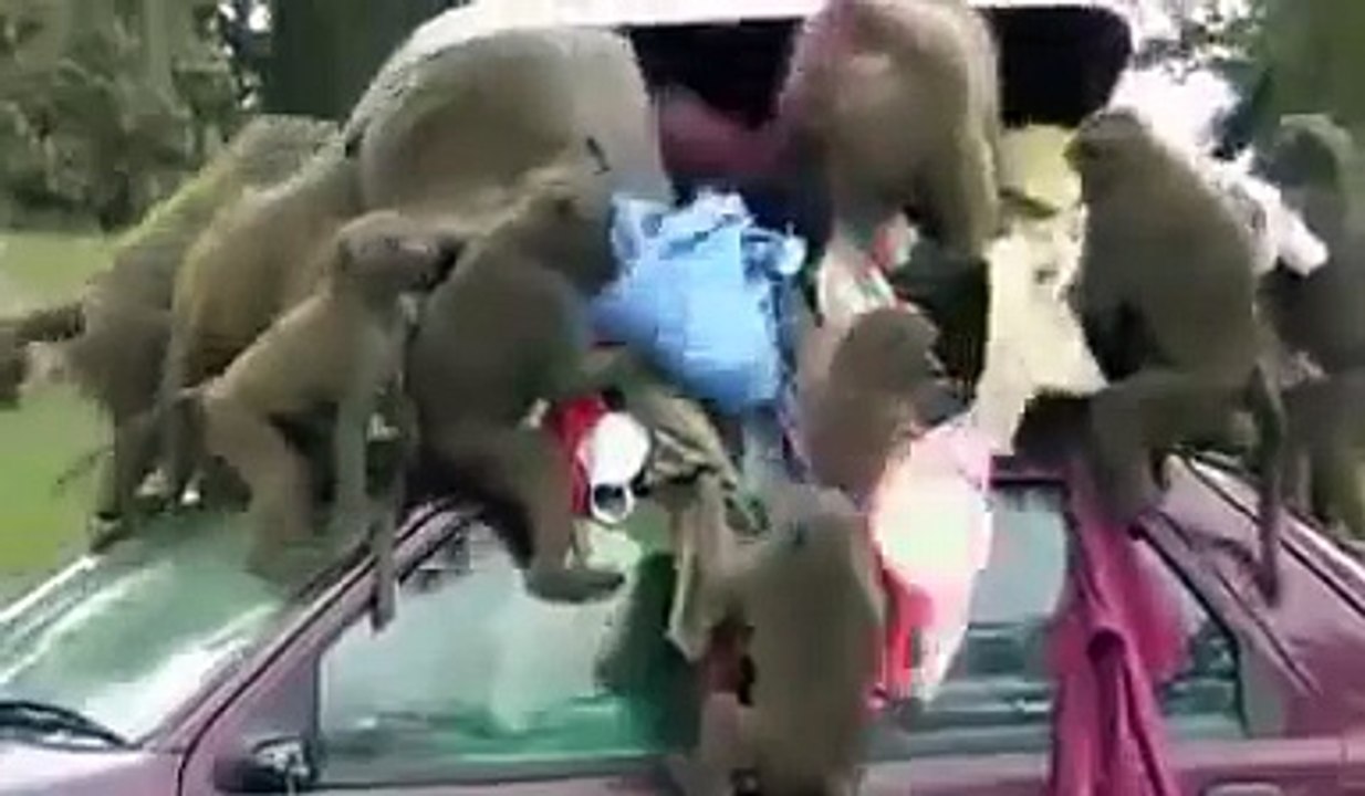 Обезьяний беспредел, стая обезьян обчистила машину