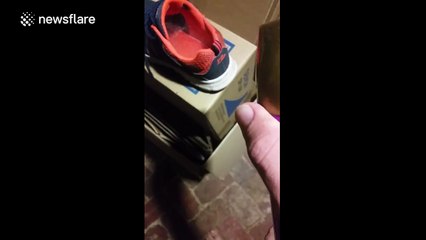 This is why you should always check your shoes for spiders if you live in Australia