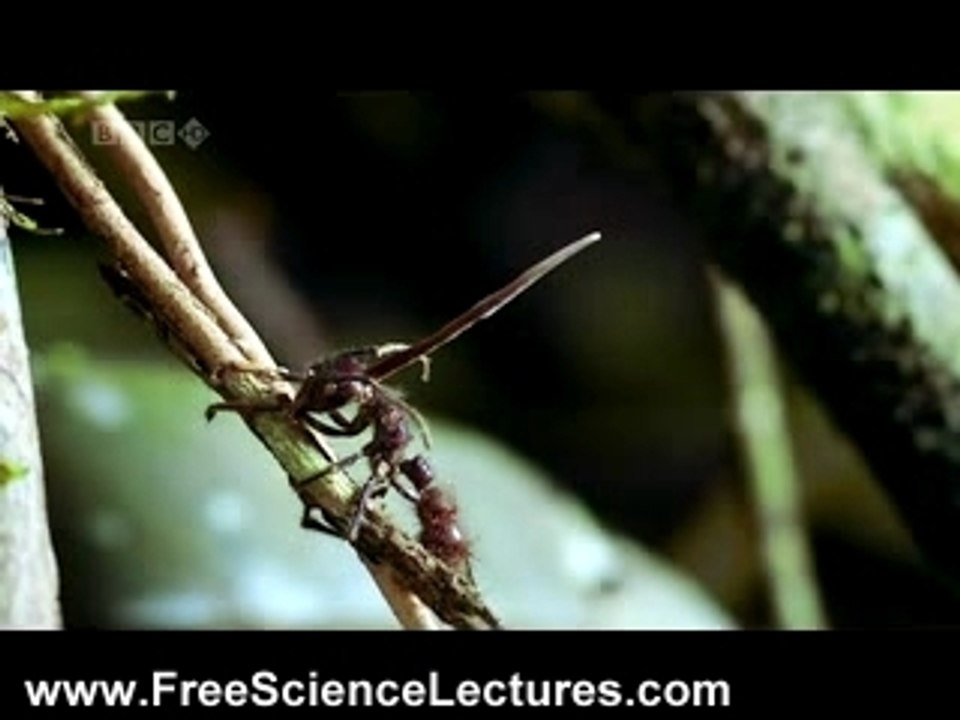 Cordyceps Fungus