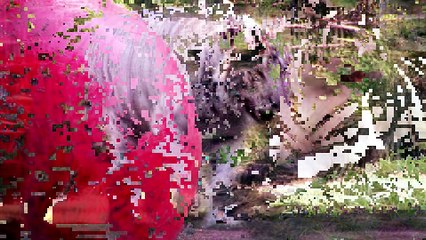 Beyaz kaplan-Hayvanlar Alemi