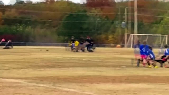 Олень выбежал на футбольное поле и забил гол