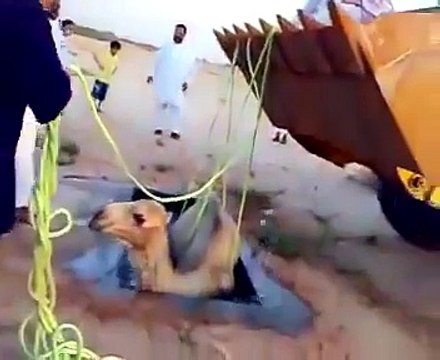 Они хотели просто искупать Верблюда