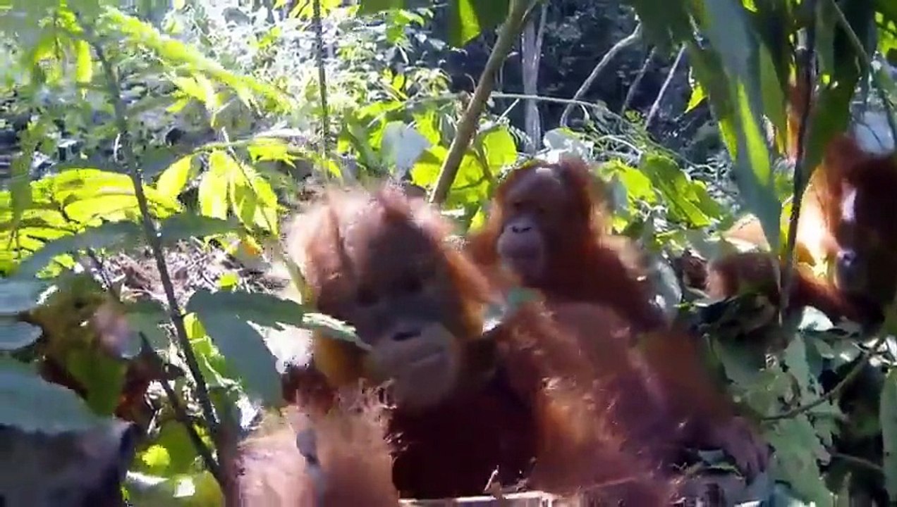 A sumatra, un biologiste a confié une GoPro à des orangs-outans