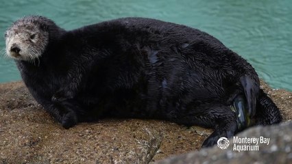 Naissance d'un bébé loutre