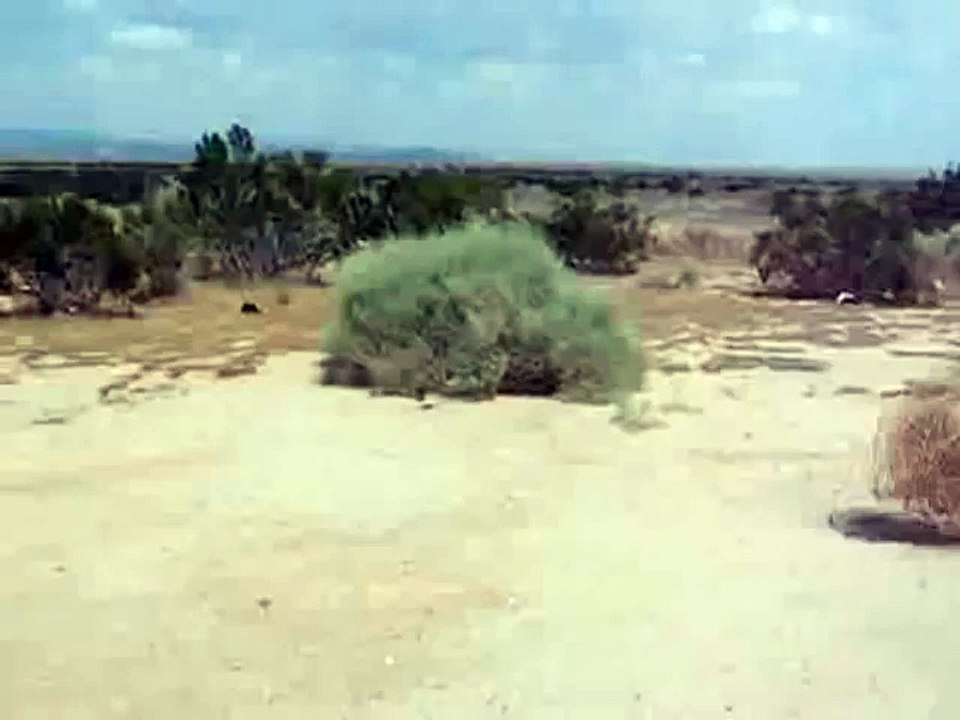 Tumbleweed Joke