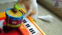 Funny animals playing instruments Cute and funny animal compilation