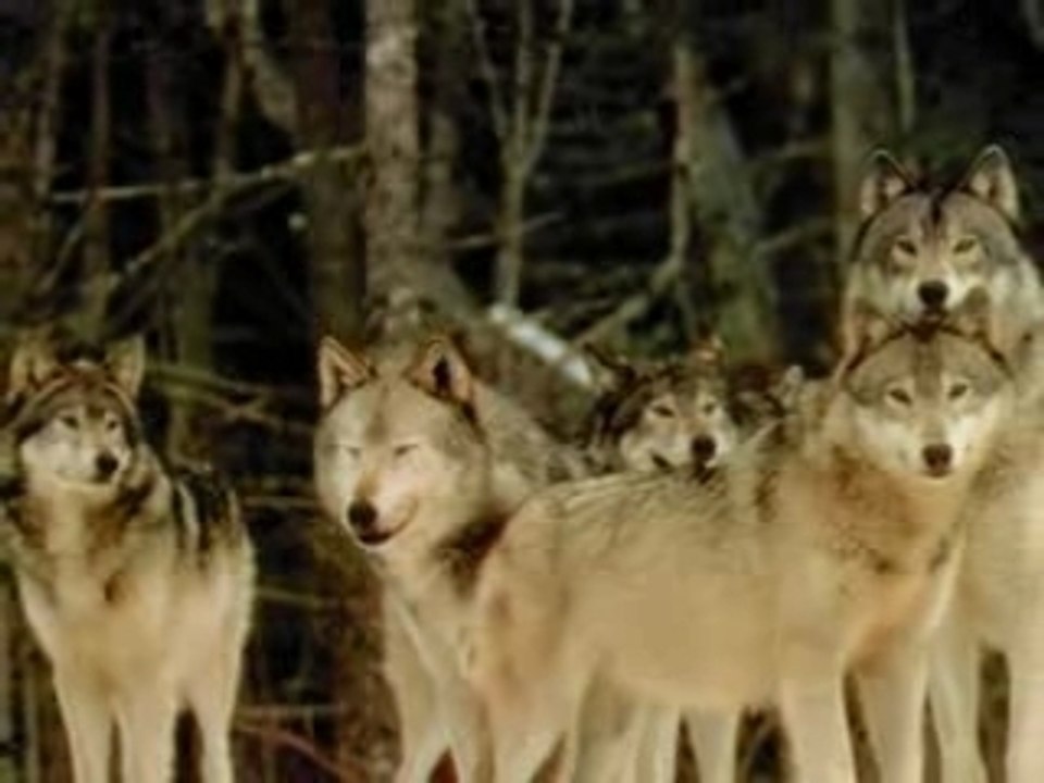 Loup