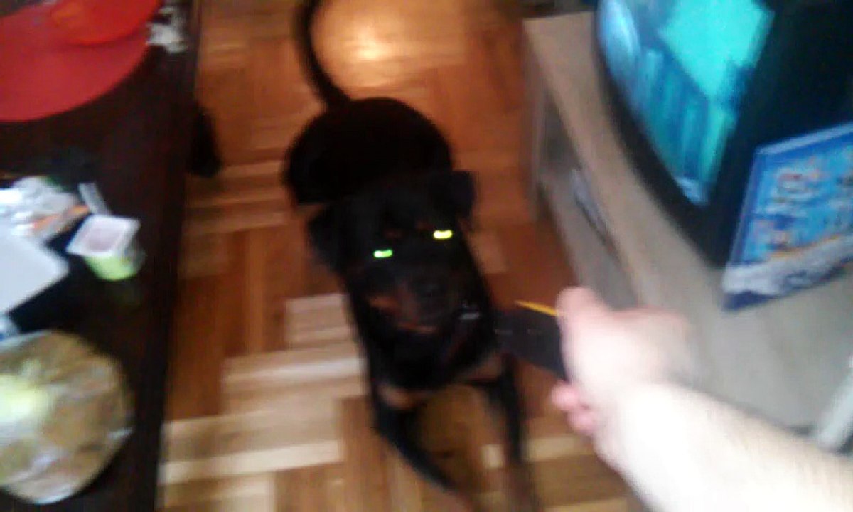 Rottweiler tricks