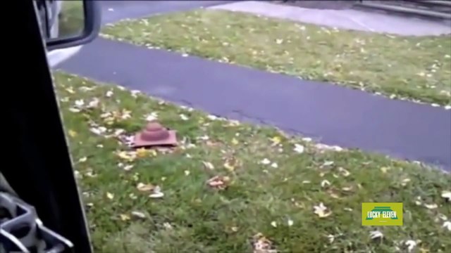 Ce chat n'a pas l'air d'aimer les courriers, ce qu'il fait est trop hilarant !