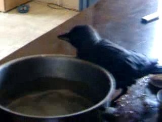 choucas se baigne enfin