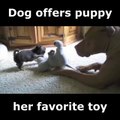 Un chien offre sa peluche préférée à son chiot. Adorable