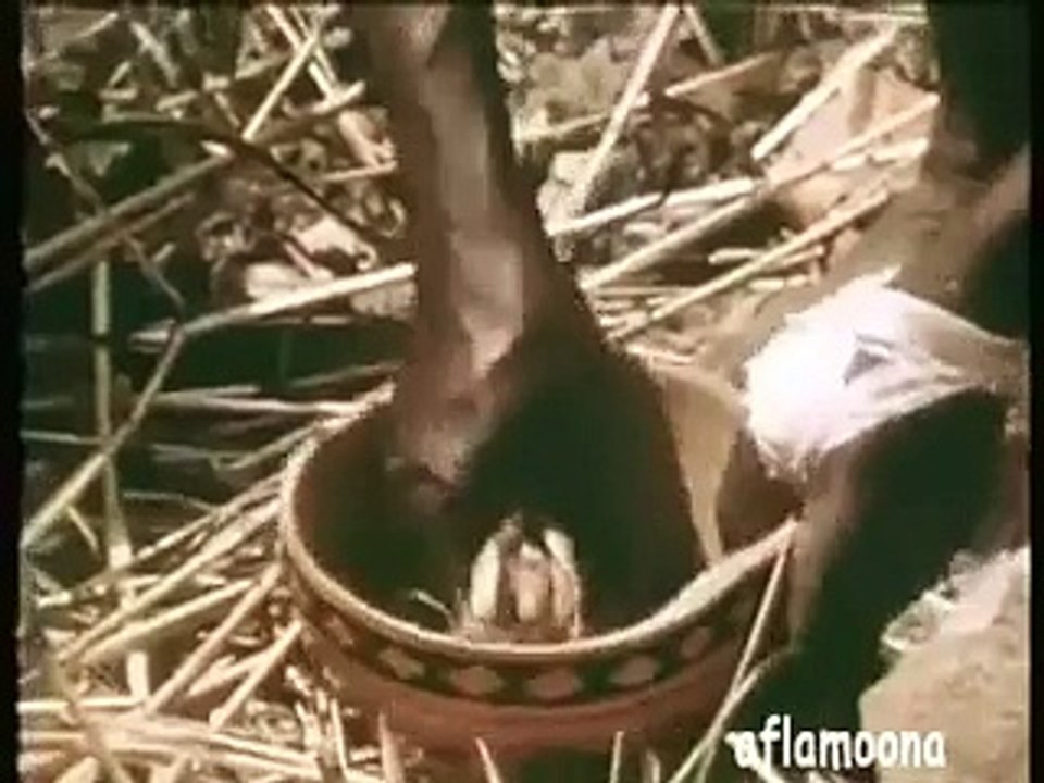 Ayakla Piton Yılanı Yakalamak Yok Böyle Bir Şey
