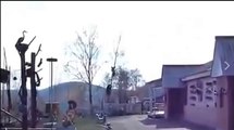 Bear Chases Man Up A Tree