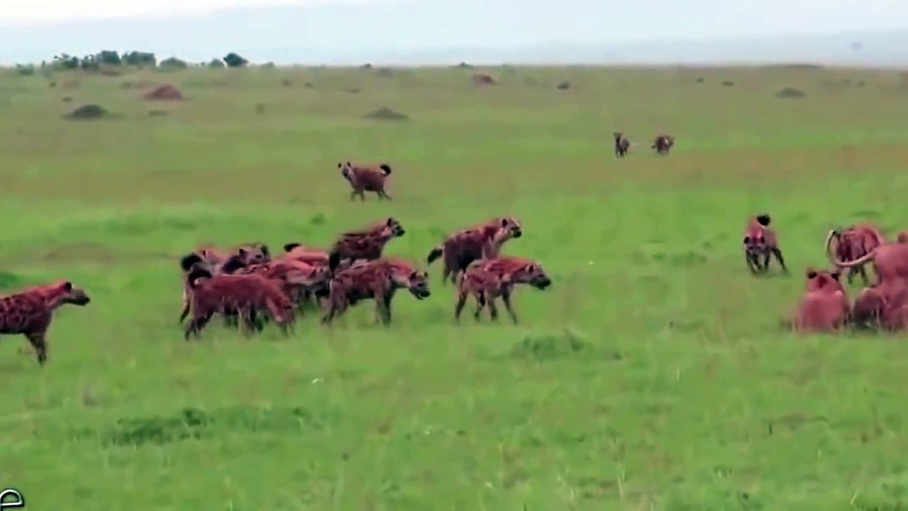 lions vs hyenas war HD - video Dailymotion