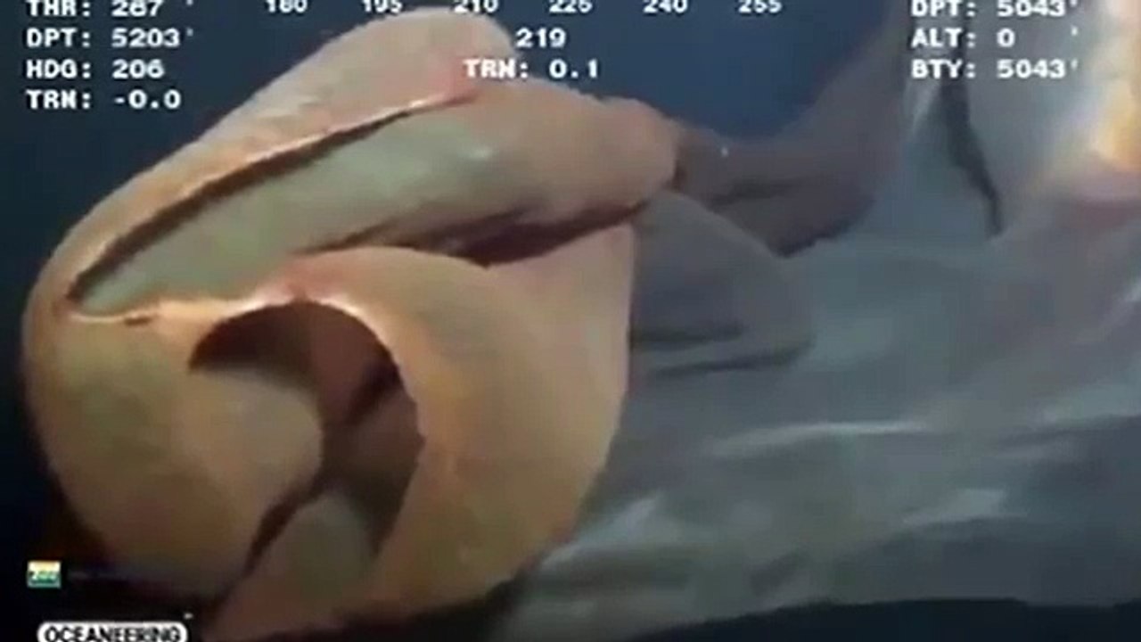 Mysterious marine monster filmed by Petrobras