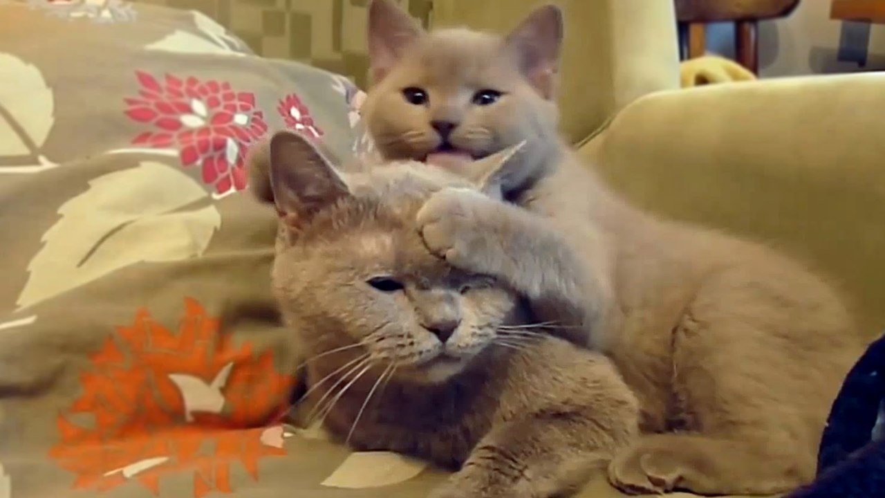 Animaux Hurlant Et En Faisant De Drôles De Bruits - Compilation Partie Drôle De Bruit Animal 2