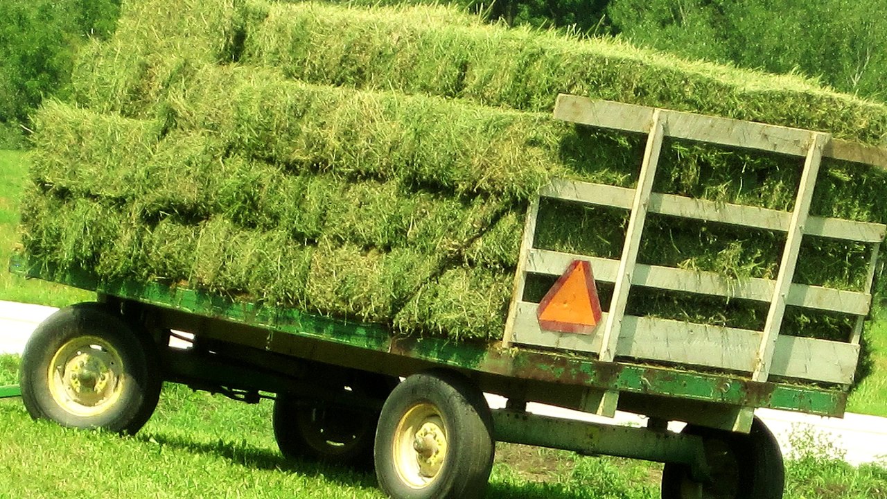 Home Brew and easy tasting summer beer