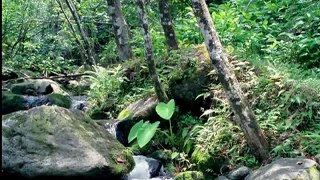 Hippie Trails: Hanakapiai Valley and Falls  Kauai