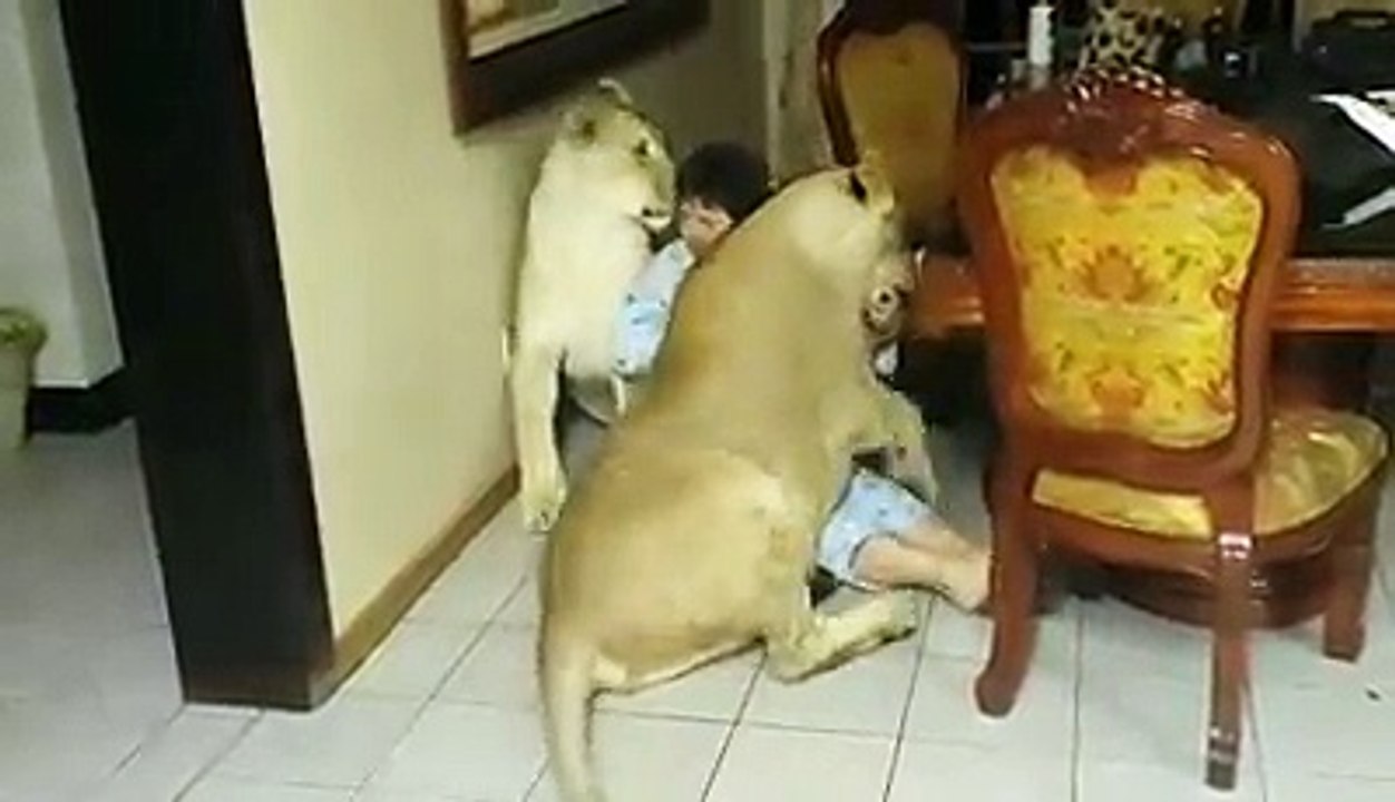 Big cats are at home.