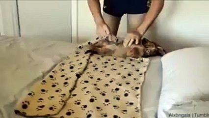 And this is the hot dog