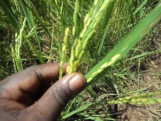 CHAMP DE RIZ A TELIMELE (GUINEE-CONAKRY)