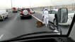 Un tigre en liberté sur une route à Doha