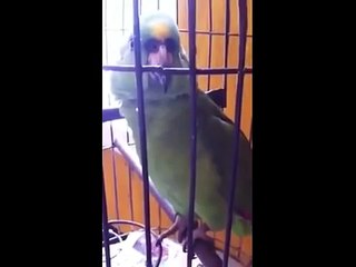 Ce perroquet imite à la perfection les pleurs d'un enfant. Incroyable !