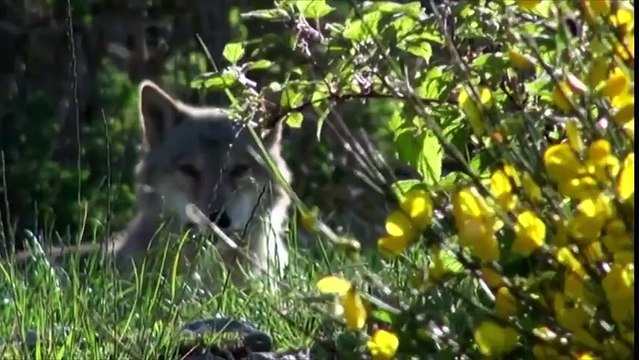 Lozère : des loups s'échappent d'un parc scientifique