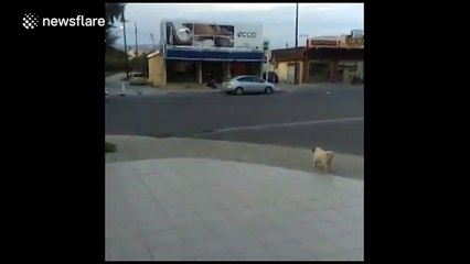 Dog crosses main road by itself without a care in the world