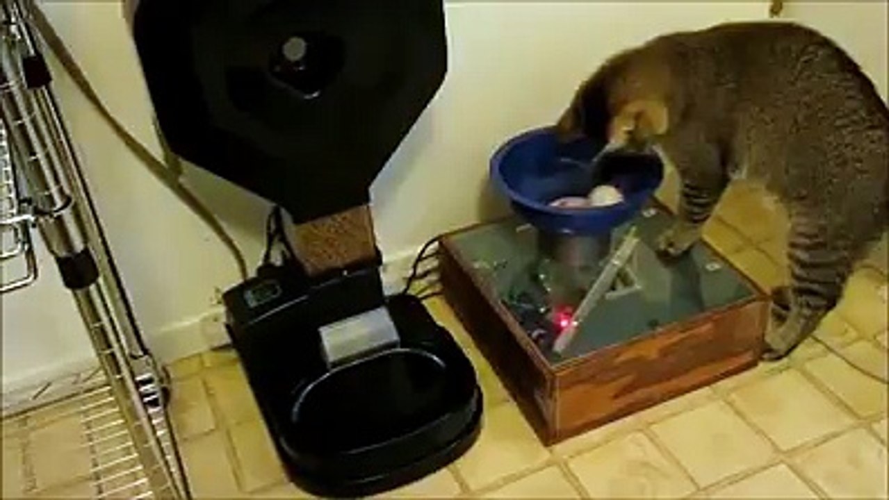 Cat is getting rewards for bringing back plastic balls