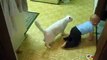 Cat loves baby-So Cute Funny Videos