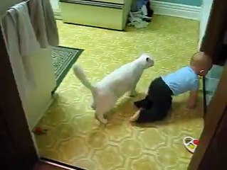 Cat loves baby-So Cute Funny Videos