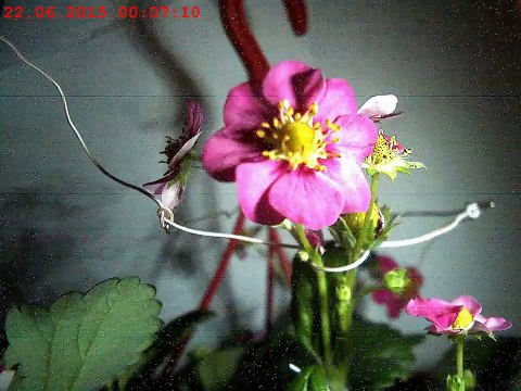 Полный жизненный цикл клубники или рост и созревание ягоды за 30 секунд (таймлапс)