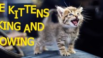 Petits chatons miauler et de parler chat mignon compilation