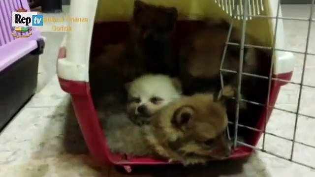 41 chiots destinés au marché noir sauvés des trafiquants